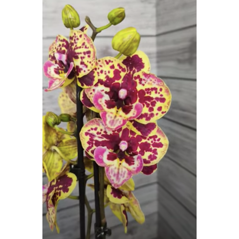 Орхiдея Phal. Fangmei Pretty Golden big lip - купити, доставка Україна